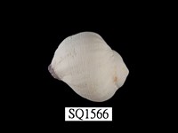 藏品(紫口珊瑚螺)的圖片